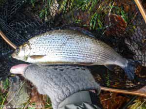 Autumnal Grayling