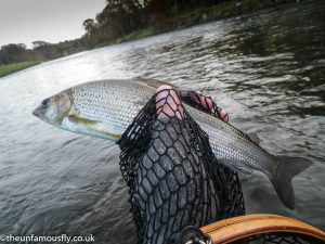 Another Annan Grayling