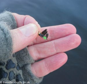 Cased caddis caught on hook.