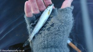 Most of the Grayling caught were a little bigger than this one- not much. Certainly there are so many small Grayling this year, it bodes well for the future.