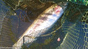Rainbow trout