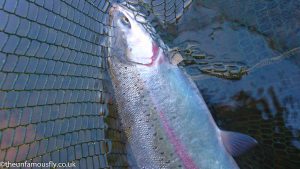 Rainbow in the net