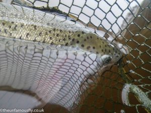Rainbow in net