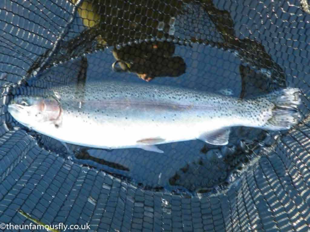 Rainbow trout from Orchil