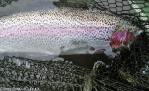 Rainbow Trout netted