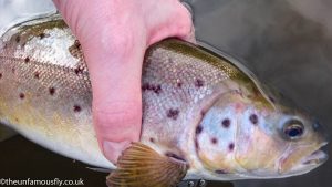 Swanswater Brown Trout