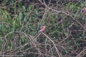 Bullfinch