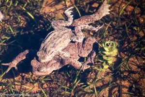 Big frogs