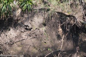The Kingfishers hole in the bank