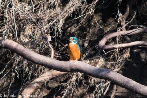 Kingfisher on a branch