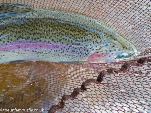Rainbow Trout