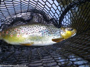 Brown Trout on CDC Spider