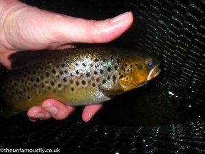 A similar sized fish to the first this time on a CDC Quill Olive