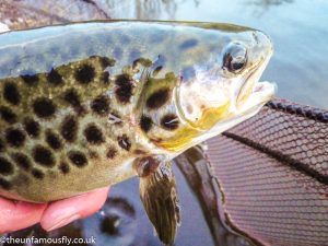First Brown Trout
