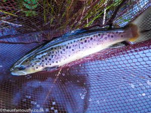 Big tailed Brown