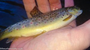 A small wild Brown Trout