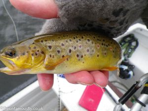 Wild Brown Trout at Glencorse Reservoir