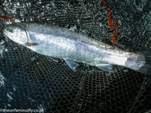 Big blue/Rainbow trout