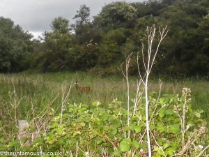 A deer