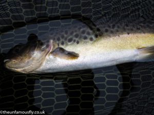 Stocked Brown Trout