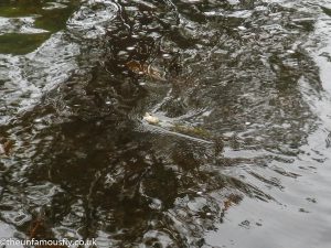 Trout being reeled in