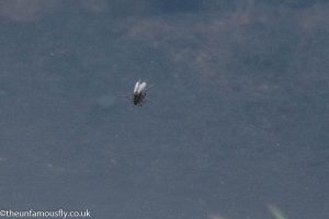 Midge on the loch