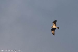 Osprey in the rays of sunset