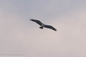 Osprey soaring over the loch
