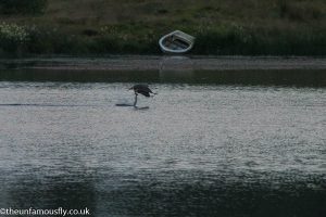 Osprey with Trout