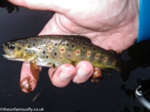 Wild Brown