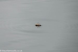 Sedge stuck upside down in surface of water