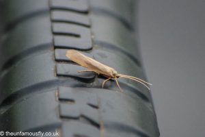 Sedge on the handle of Outboard.