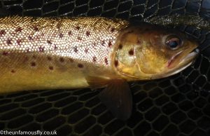 Brown trout