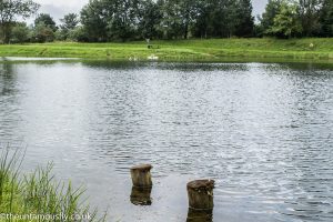 Green Frog fishery