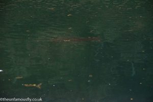 A fish just under the surface at Green frog
