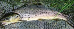 Brown Trout from Green frog