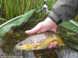 Brown Trout