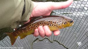 Brown Trout from Loch Lossit