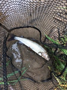 A netted Grayling
