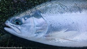 A nice blue trout