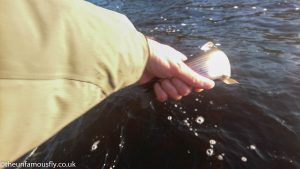 Grayling escapee