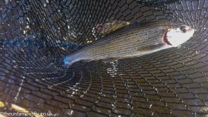 Grayling number 2
