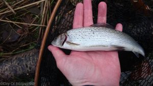 A grayling from tehj Clyde
