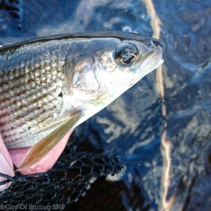Clyde Grayling