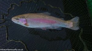 Golden Trout