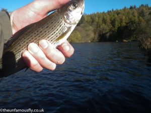 Wriggly grayling