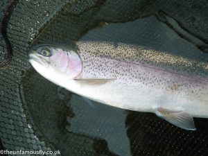 Rainbow trout at Willowgate