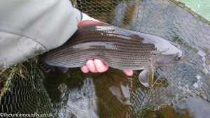 Grayling on the Nith