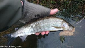 Returning grayling