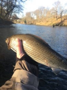 Grayling